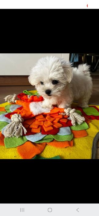 Suczka rasy maltańczyk