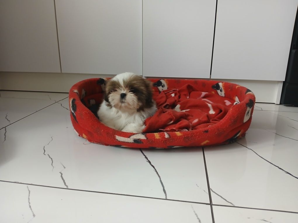 Shih-tzu z Rodowodem