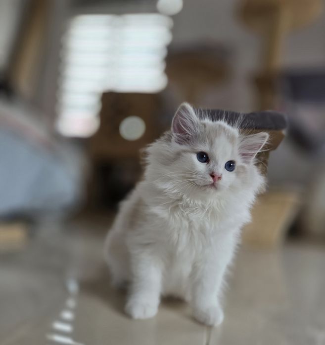 Cudowny charakter, kocurek ,Ragdoll