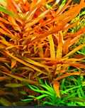 Ammania gracilis
