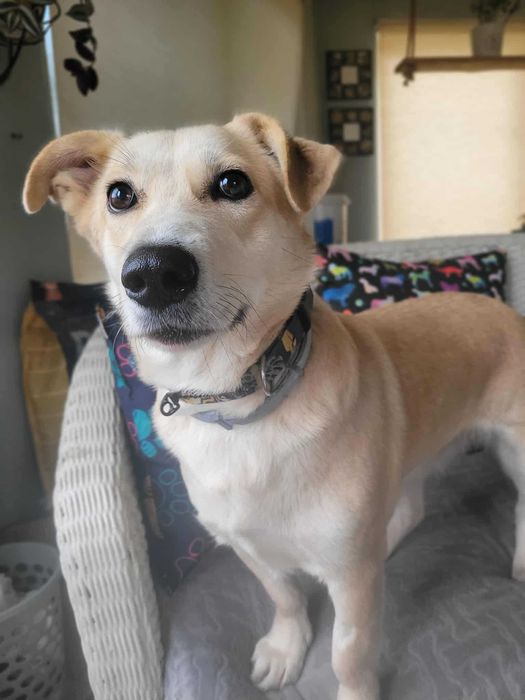 Szukasz psa delikatnego i wrażliwego ?  Polecamy Sarę