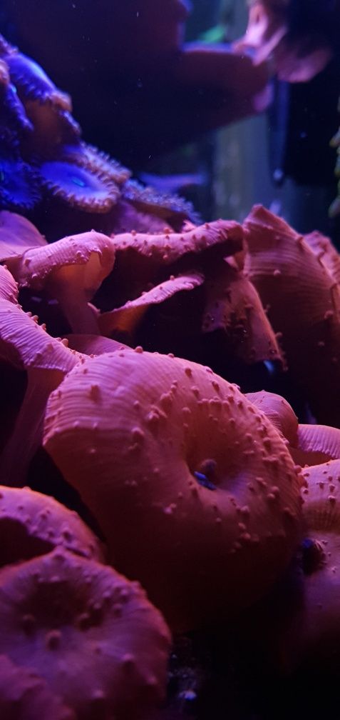 Koralowce Discosoma Red Orange Koralowiec