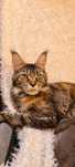 Kotka Maine Coon,FPL,  pohodowlana 2,5 roku,