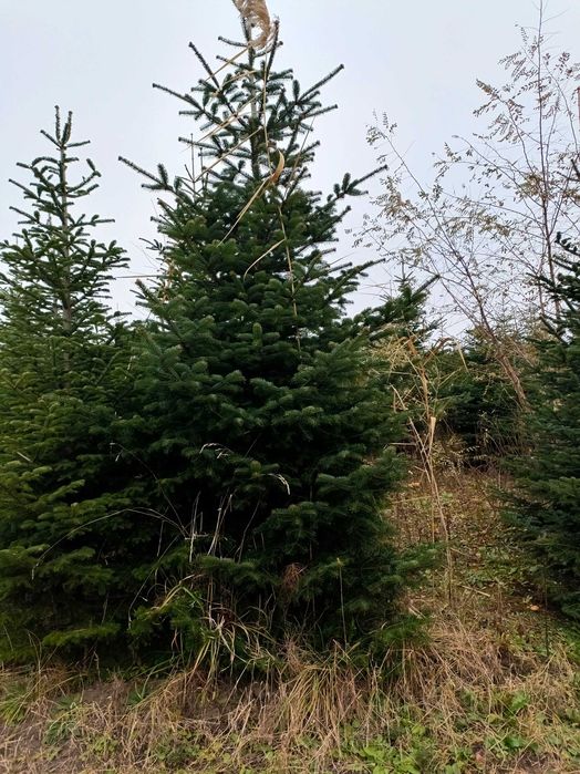 Jodła kaukaska 5 metrowe drzewa