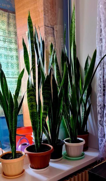 Сансевьера (тёщин язык)