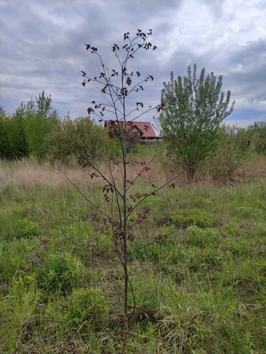 Brzoza purpurea purpurowa 2,2 m