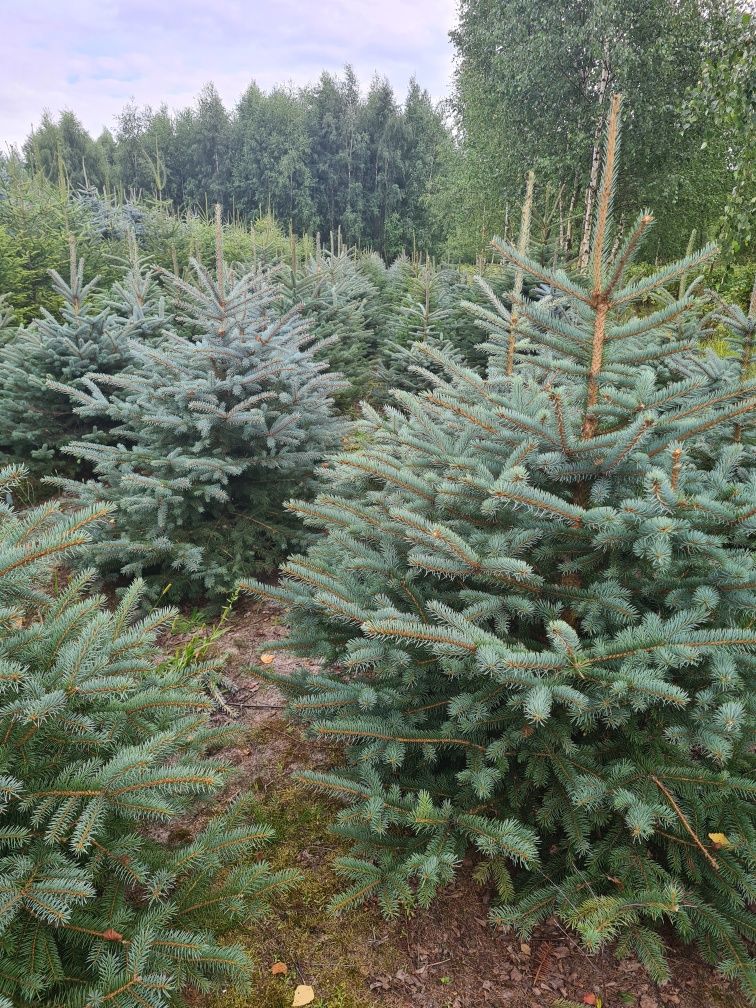 Choinki, drzewka świąteczne, świerk srebrny
