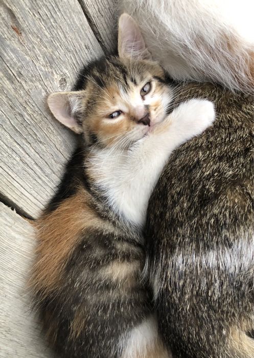 Кошенята в добрі руки Котенята Котики Кіт Киця