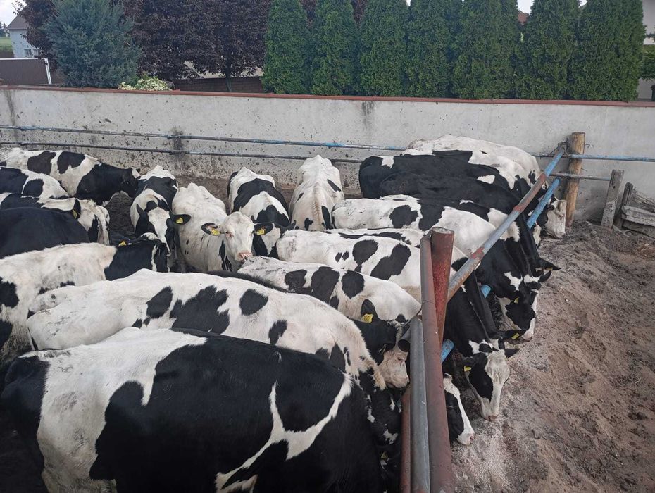 Krowy-pierwiastki-jałówki 18 szt