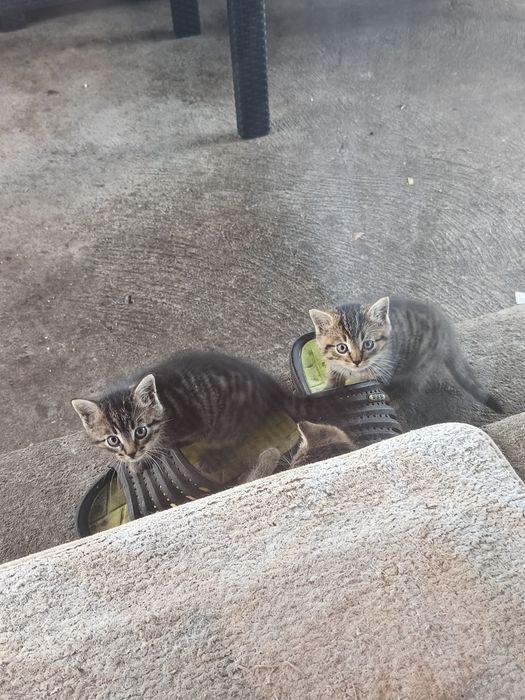 Do oddania 3 małe kotki