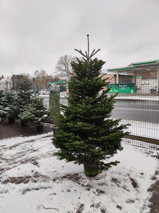 Choinki, jodła kaukaska, świerk srebrny, Cięte i w donicach