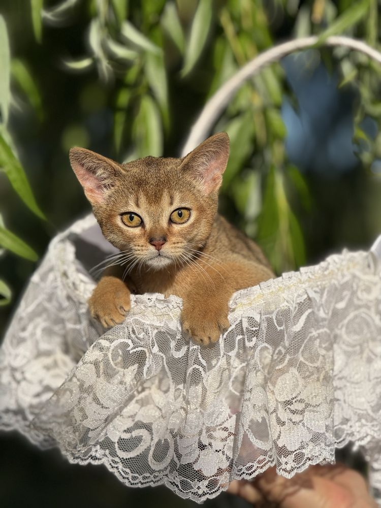 Шикарный абисинский котик