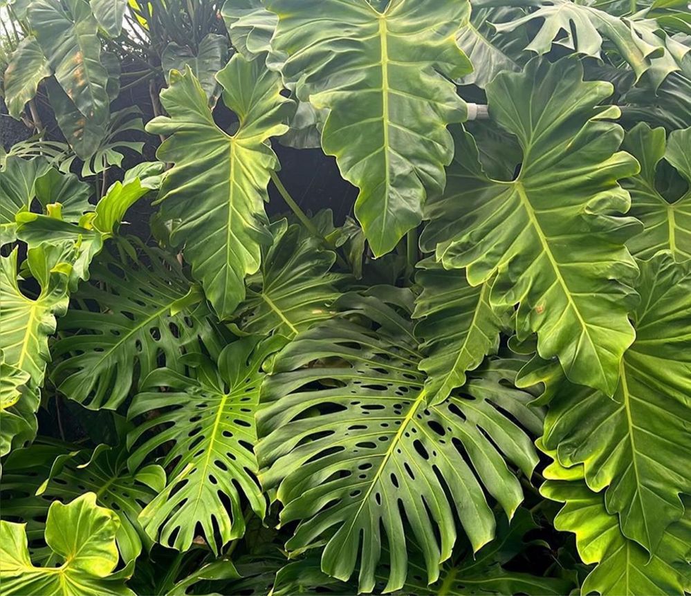 Serviços de jardinagem em Lisboa