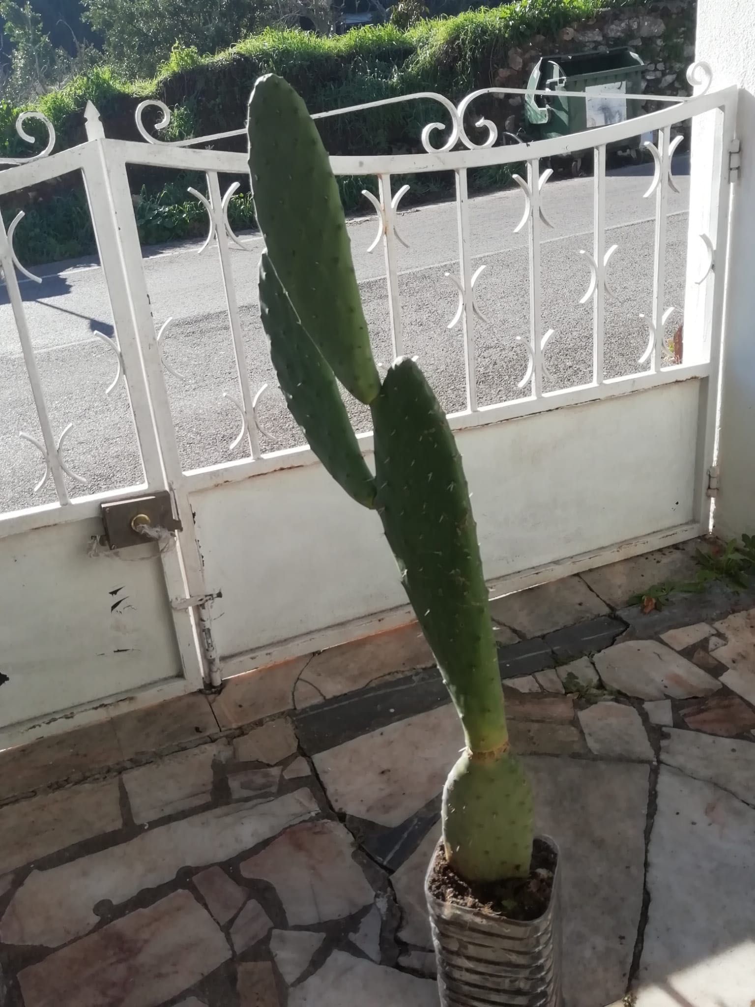 Cactus - Figueira da Índia