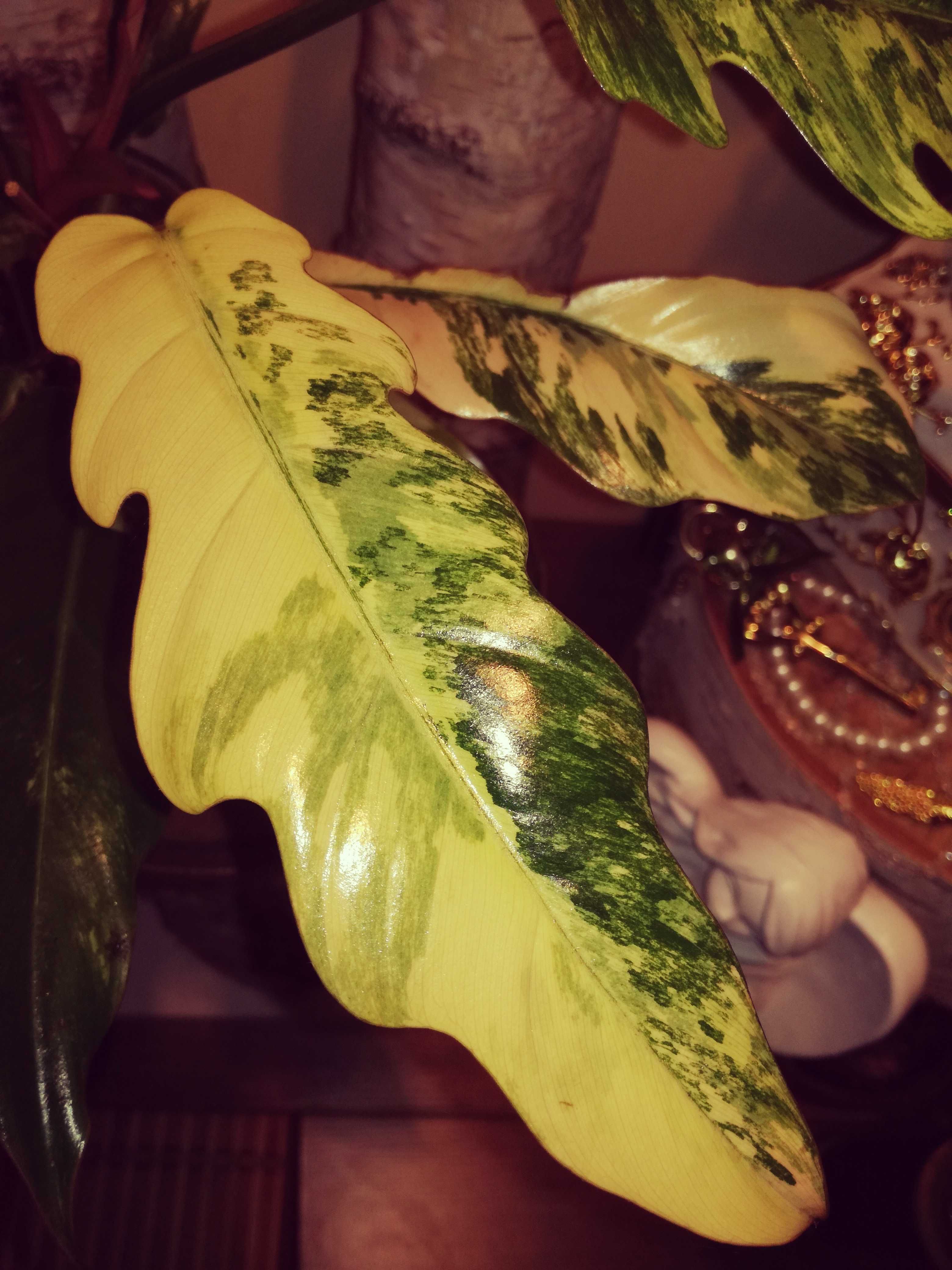 Philodendron Caramel Marble Variegata Gold carmel kolekcja Filodendron