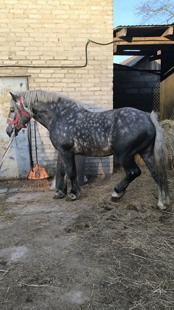 Koń lekki wałach
