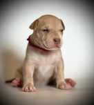 American Bully XL suczka