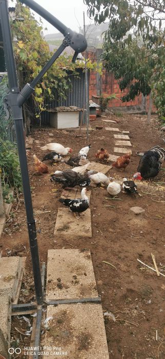 Patos mudos Grandes e pequenos