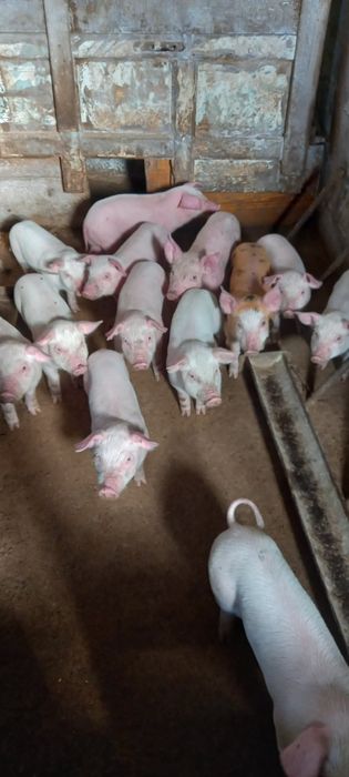 Поросята м'ясного напрямку