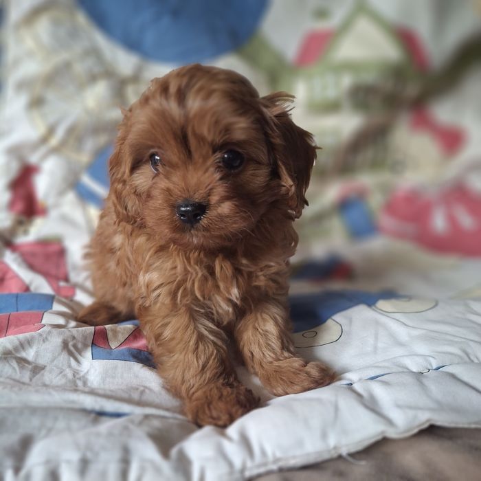 Cavapoo po wszystkich szczepieniach, do rezerwacji