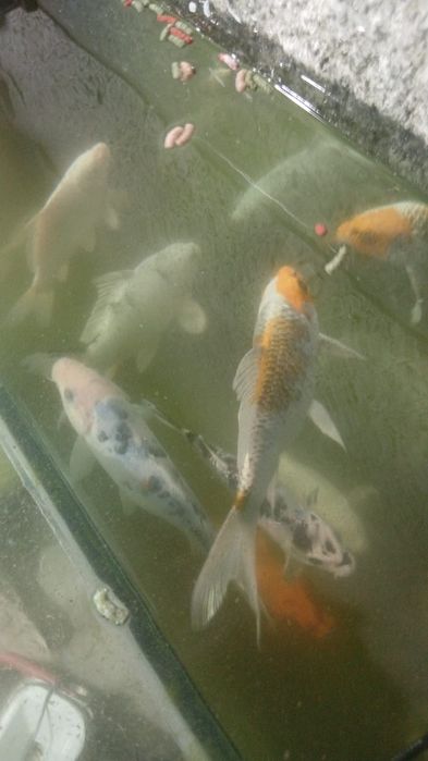 Capas koi varios tamanhos