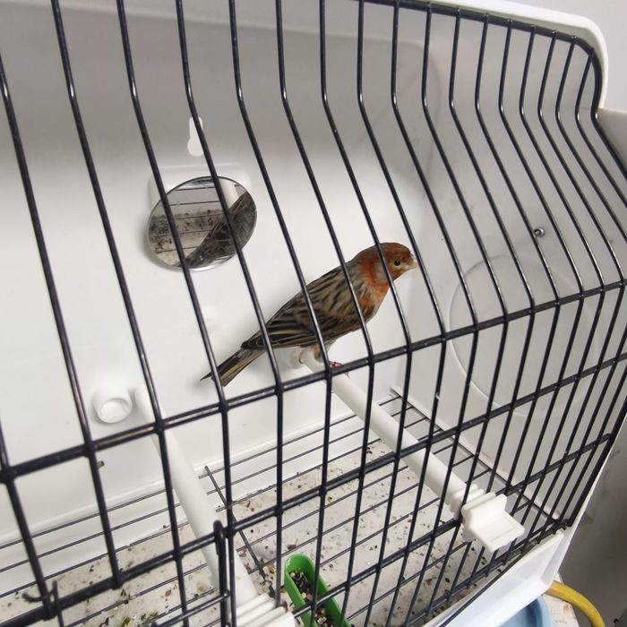 Arlequim portugues macho