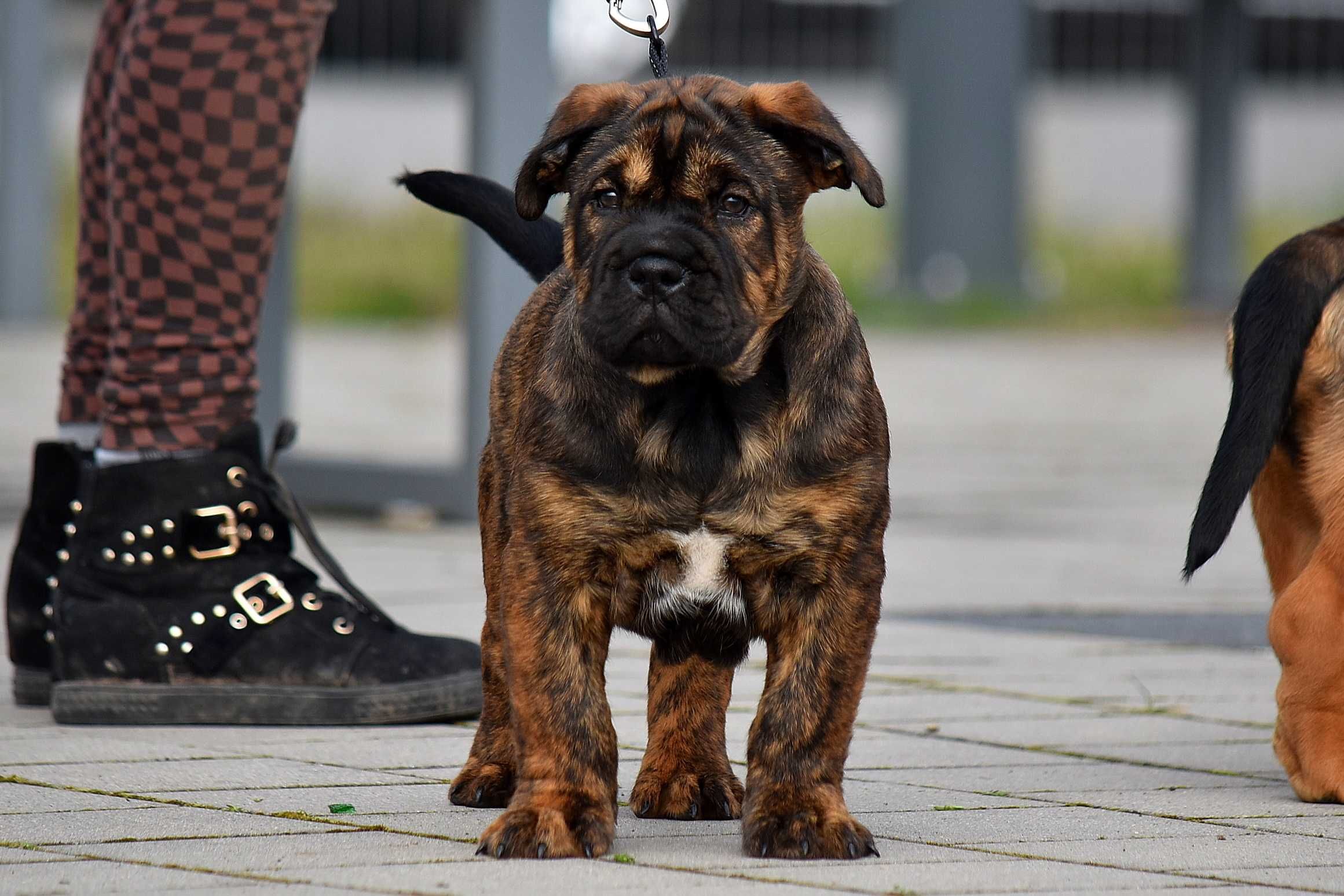 Szczenięta Ca de Bou , Dog z Majorki