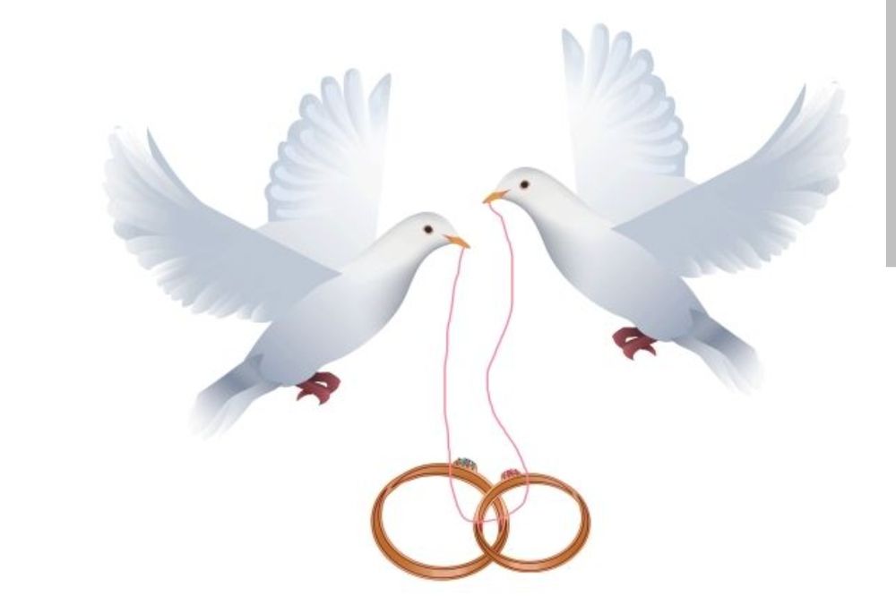 Białe gołębie na ślub