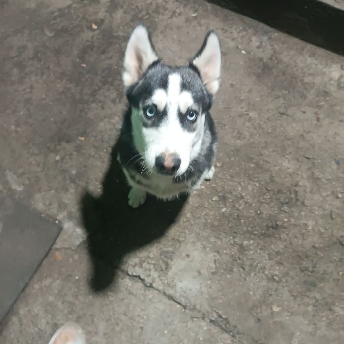 Продажа маламута