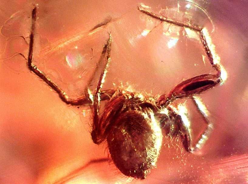 Pajęczak lub coś innego +Ceratopogonidae bursztyn inkluzja