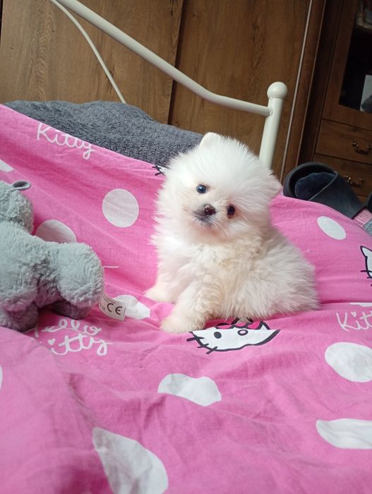 Szpic miniaturowy piesek