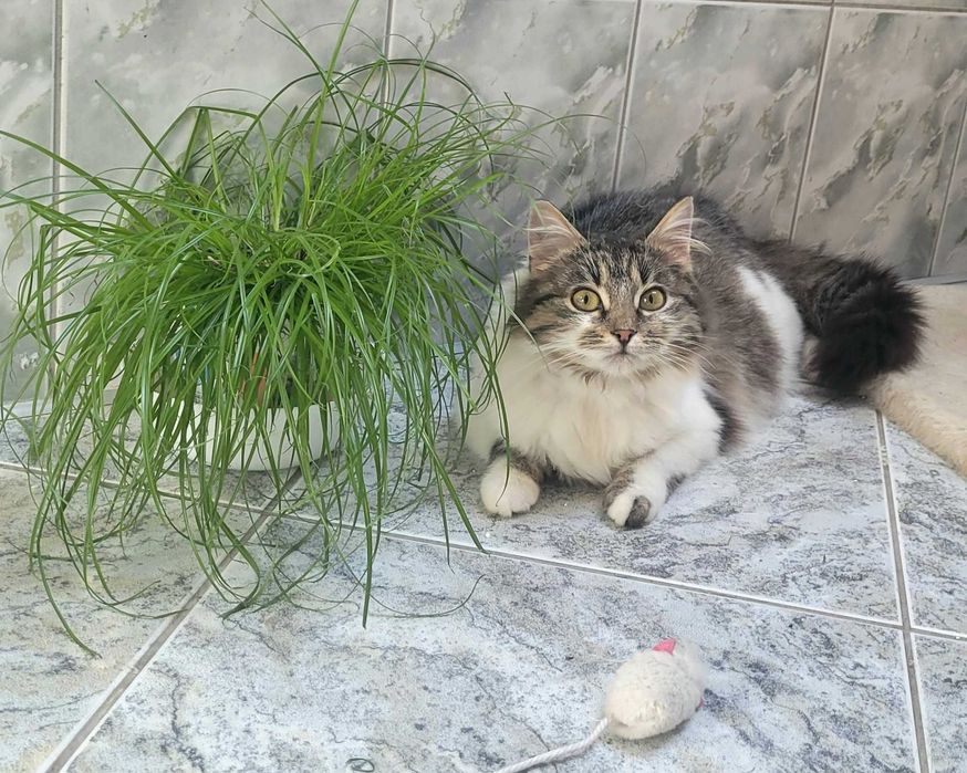 Molly - kotka syberyjska szuka domu, w którym jest już kot...