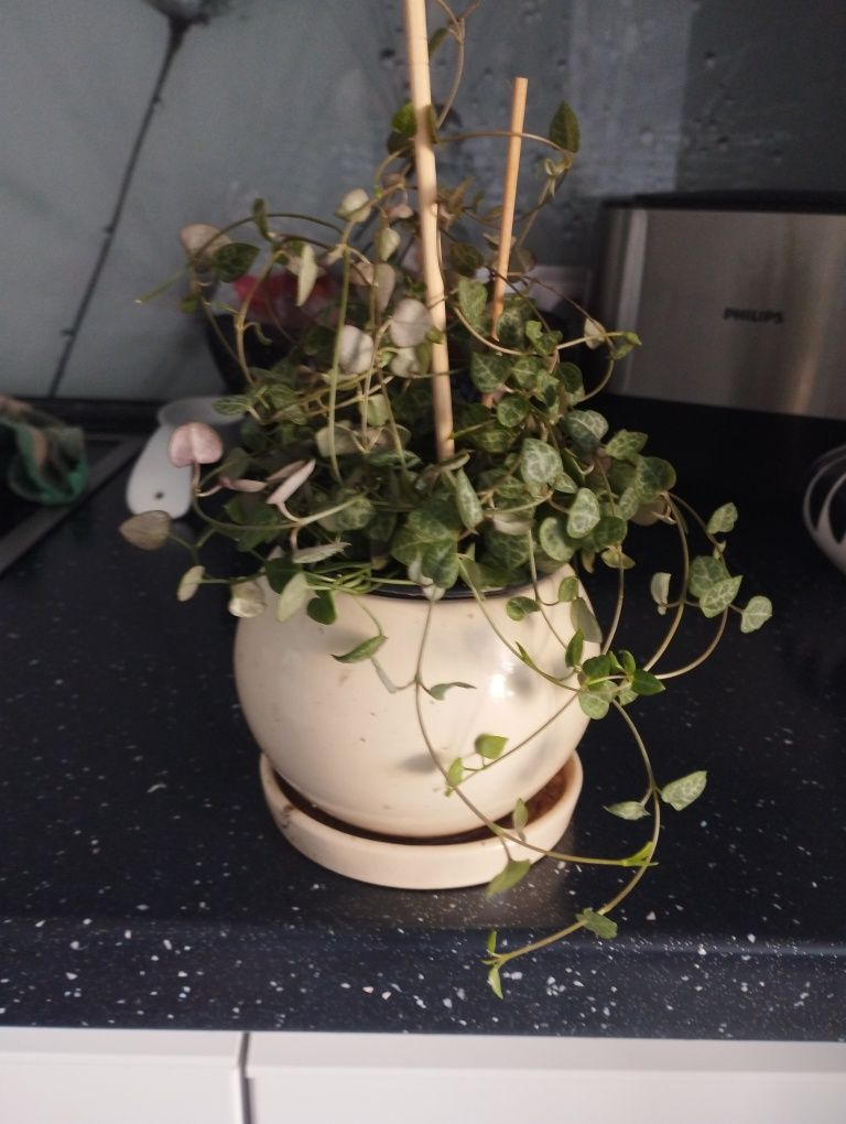 Церопегия Вуда, ампельное растение с мелкими листьями