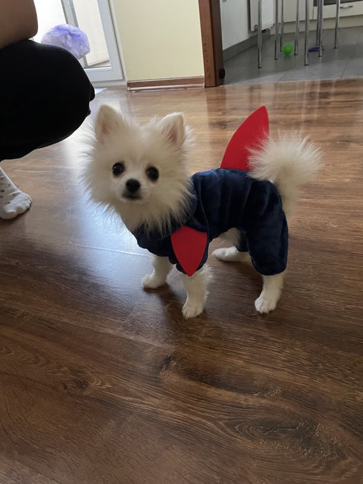 Ubranie dla psa rozmiar - XS