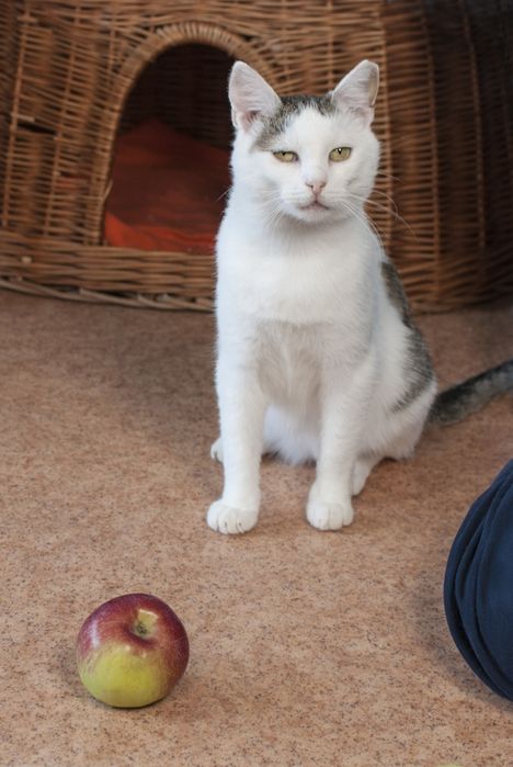 Branco - miziasty kotek szuka domu