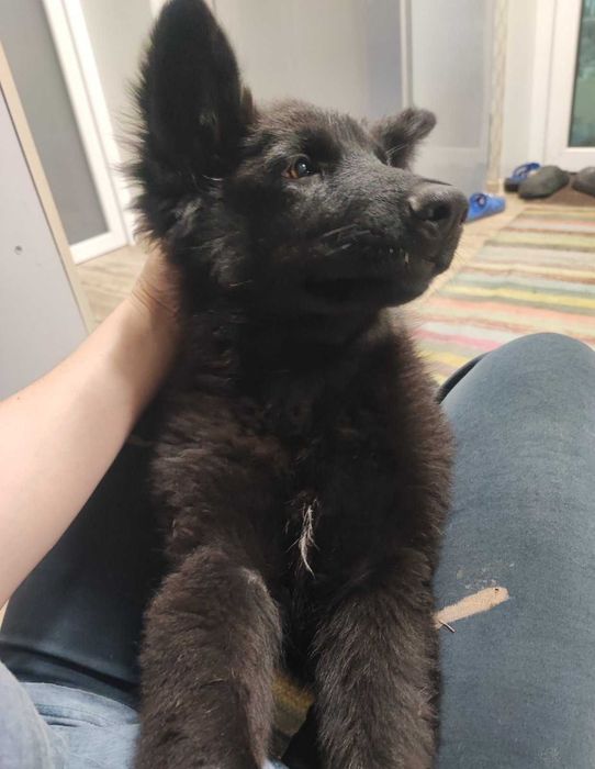 Цуценята німецької вівчарки