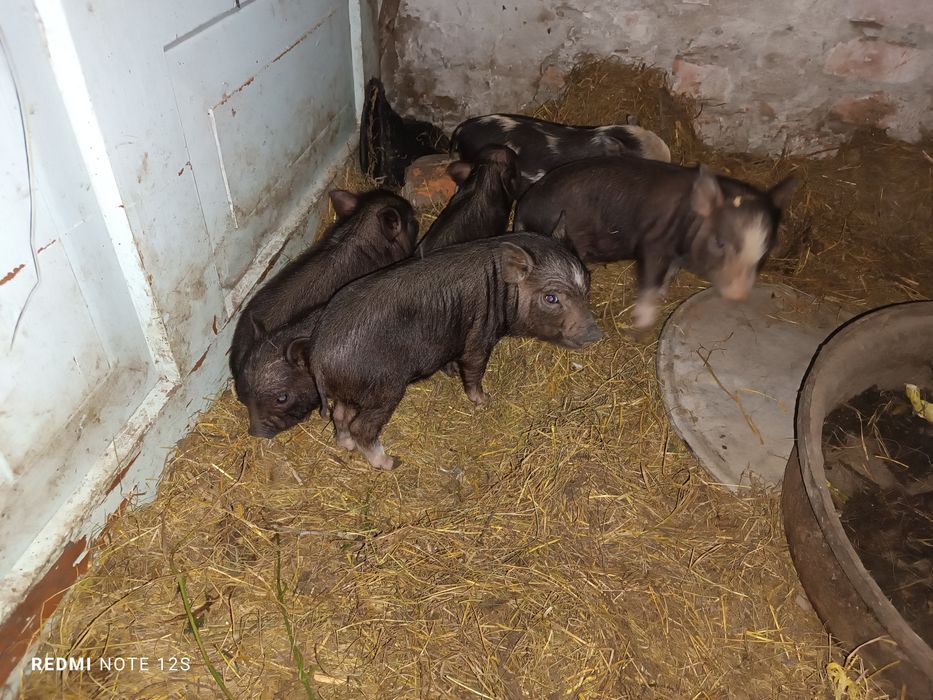 Продам в'єтнамські поросята