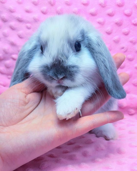 Карликовые мини кролики торчеухие и вислоухие баранчики,клетки,корма