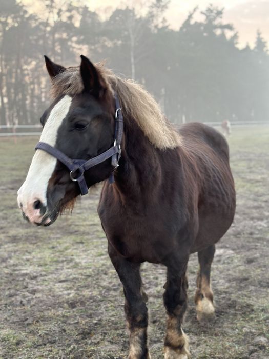 Sprzedam klacz zimnokrwistą