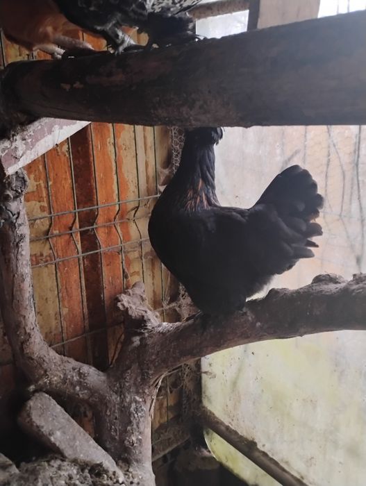 Parka kurek czubatek