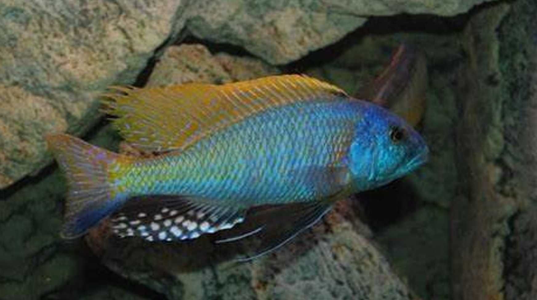 Buccochromis rhoadesii - dowozimy, wysyłamy