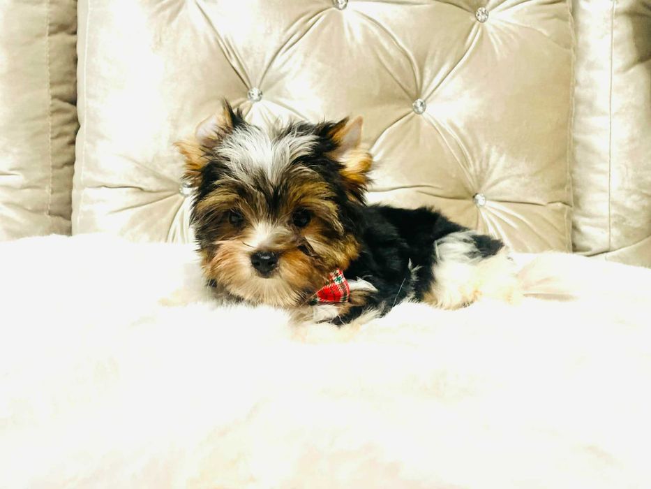 York Biewer - cudeńko malutki luxusowy. Piękna buzia.