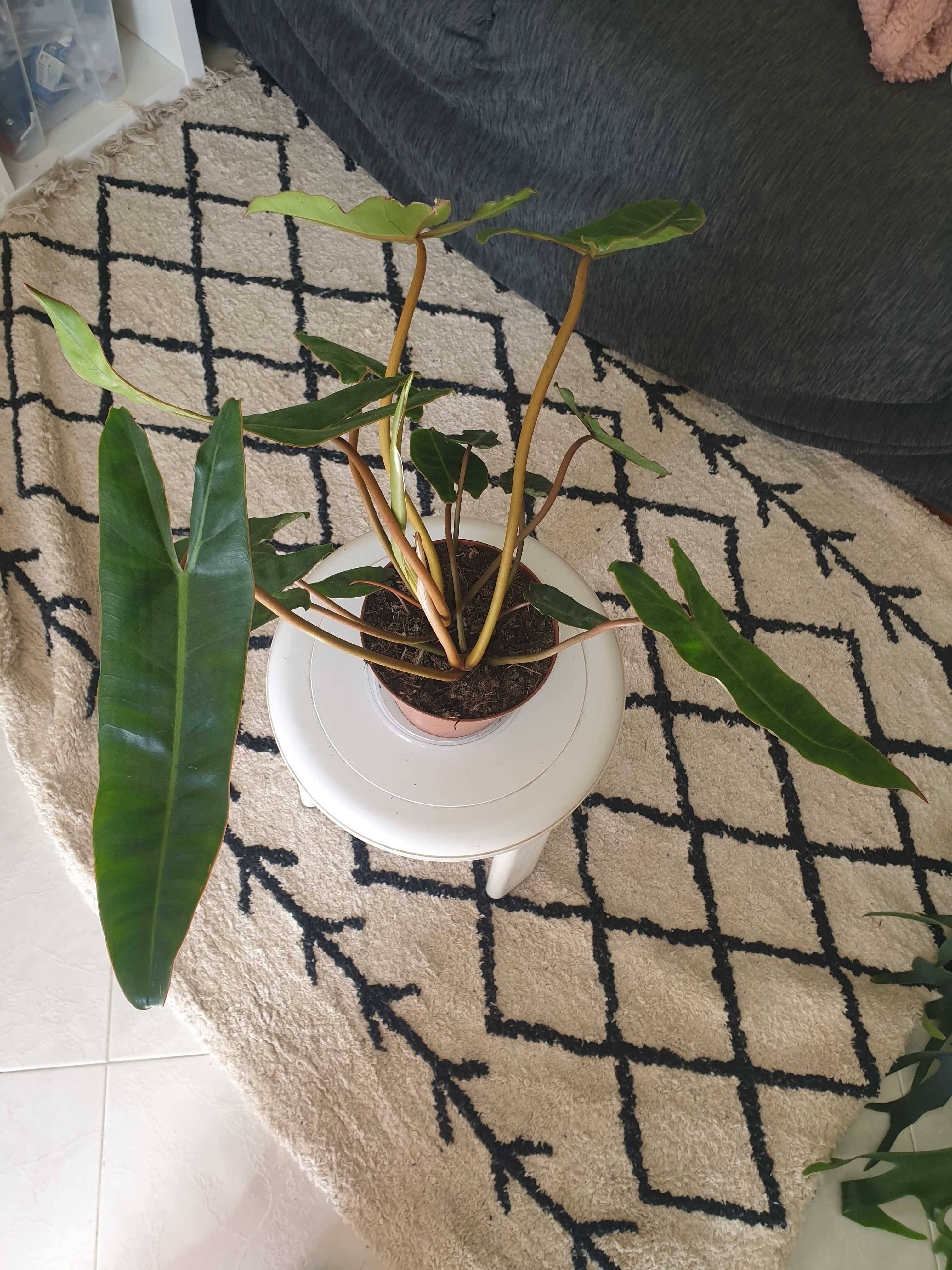 Philodendron billitiae grande