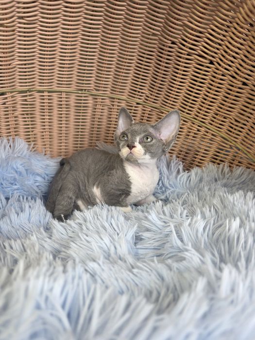 Śliczny kocurek Devon rex