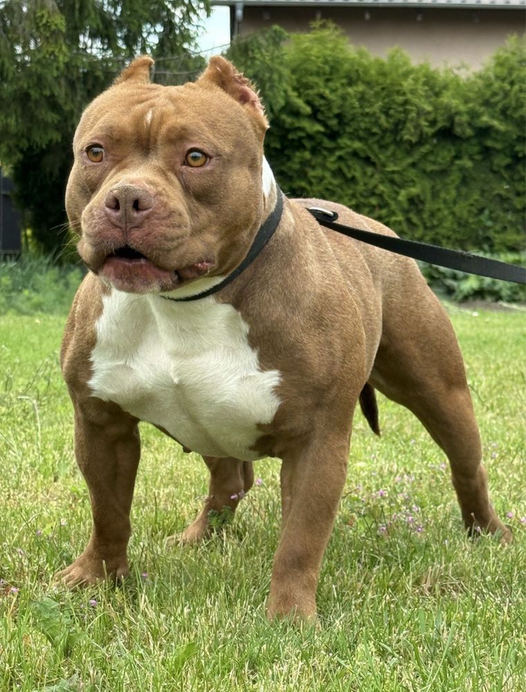 American Bully Pocket ABKC suczka