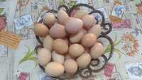 Ovos caseiros (galinhas criadas à solta)