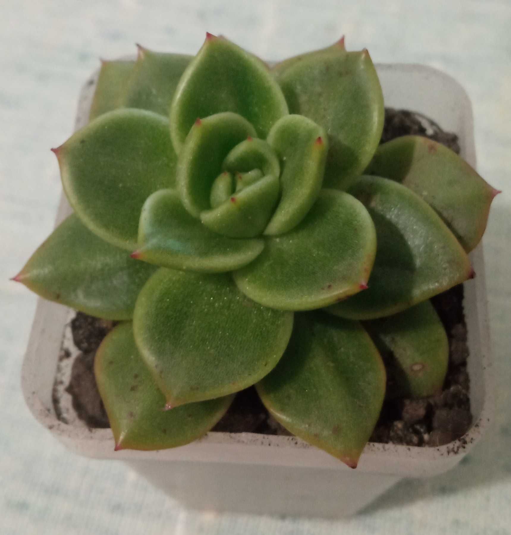 Echeveria agavoides суккулент