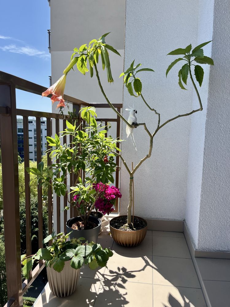 DATURA 125 cm mega duże różowe kwiaty balkon ogród brugmansia bieluń