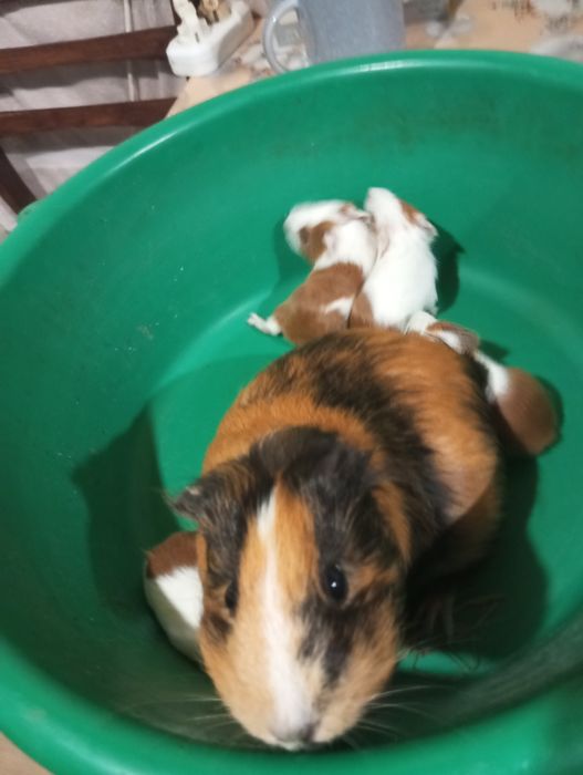 Продам морских свинок