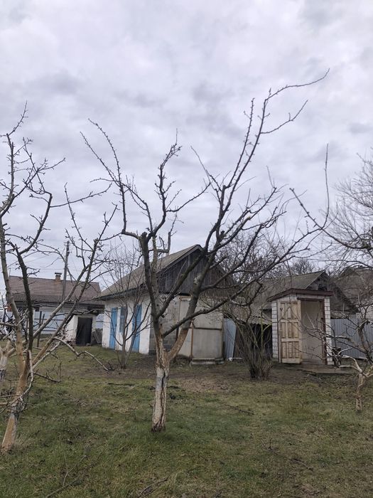 Професійна обрізка плодових дерев та кущів